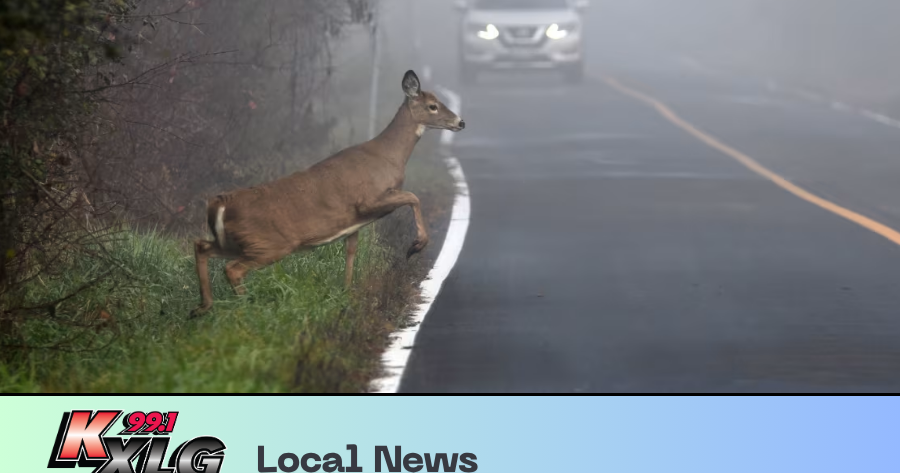 Deer Accidents on the Rise in Autumn | Local News | mykxlg.com