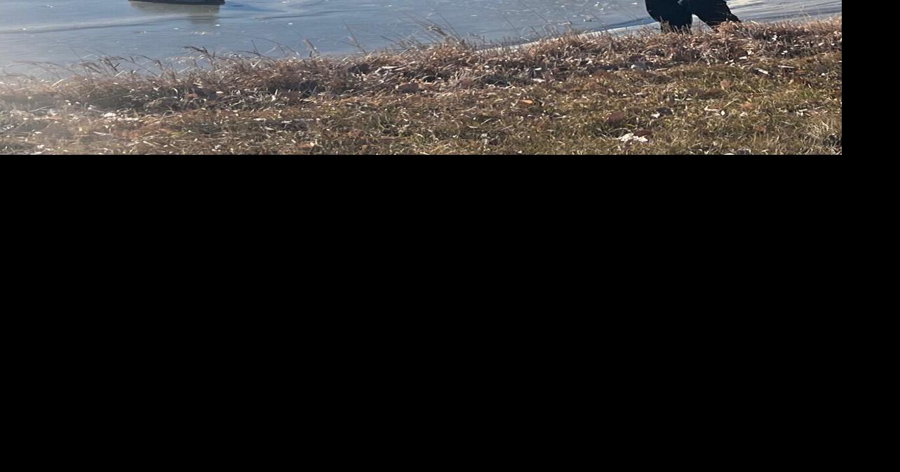 Watertown Animal Control Officer Helps Stranded Deer off Ice Local