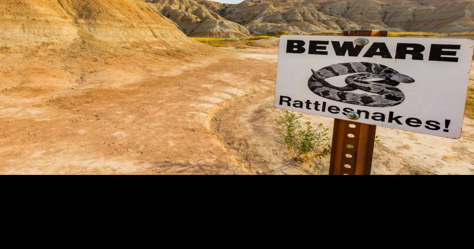 It's rattlesnake season in South Dakota | Local News | mykxlg.com
