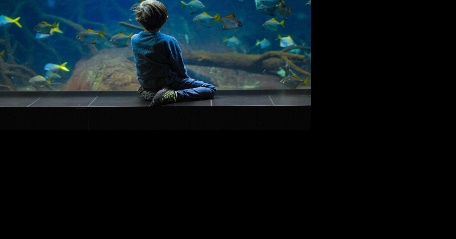 Could zoos be doing more to protect endangered species?