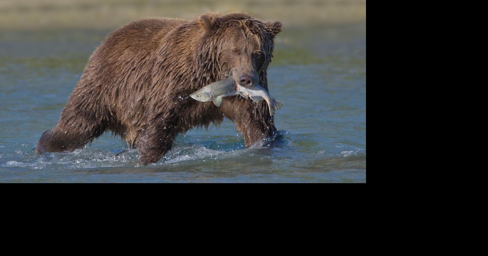 Why Bear Viewing in Alaska Depends on Strict No-Food Protocols Near ...