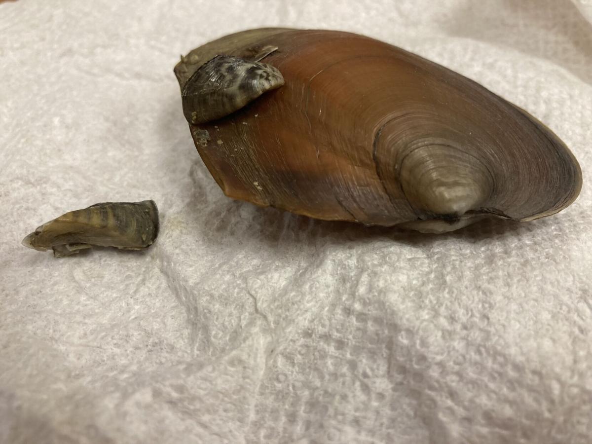 Zebra Mussels Bigger Problem Local News