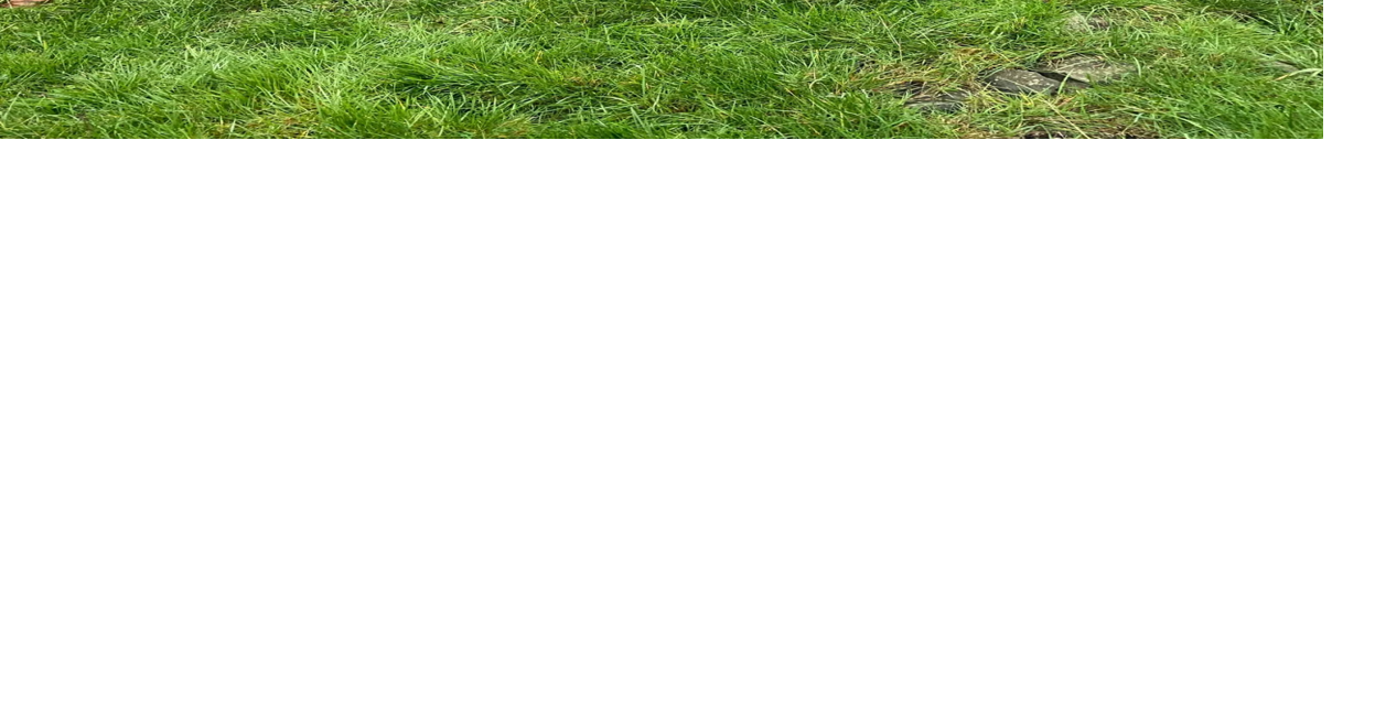 Arbor Vet Tree Service Releases a New Website for Snohomish, WA Homes and Businesses Seeking Professional Tree Care Services