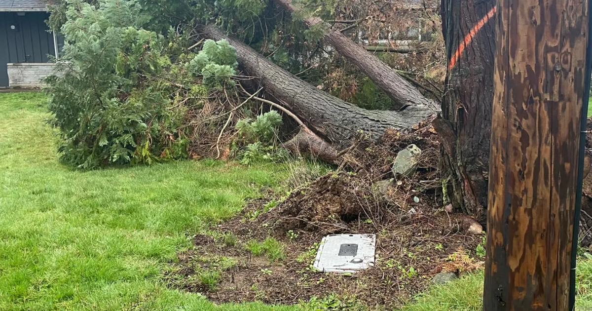 Arbor Vet Tree Service Releases a New Website for Snohomish, WA Homes and Businesses Seeking Professional Tree Care Services