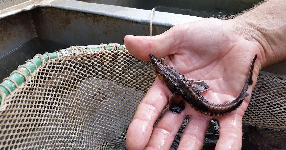 From Near Extinction to Thriving Waters: The Lake Sturgeon’s Comeback in South Dakota | Local News