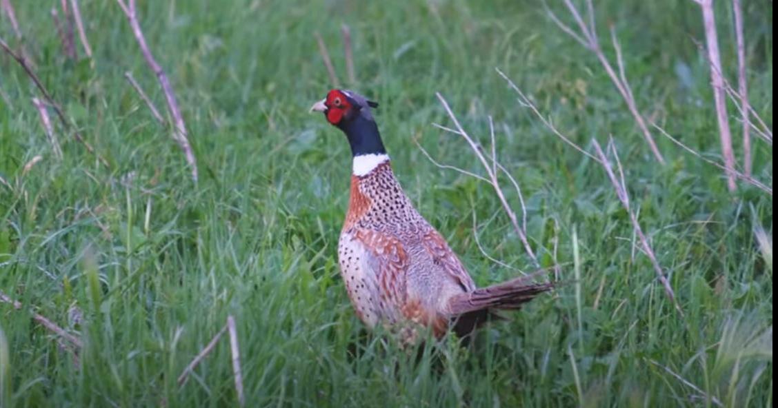 South Dakota Prepares for NonResident Pheasant Opener on Saturday
