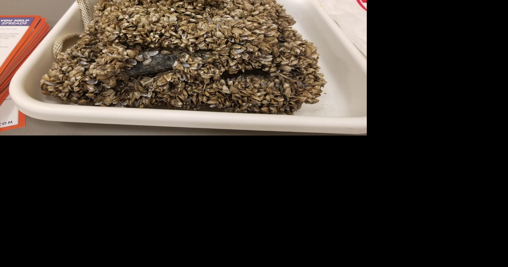 Bill to Appropriate Money for Zebra Mussel Cleaning Stations State