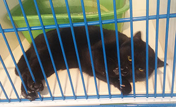De Soto Animal Control has this cat available for adoption