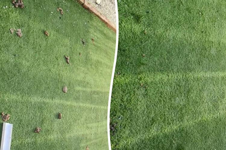 Animal lover able to buy a house – from picking up dog poo