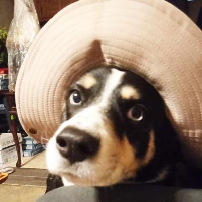 Cheryl Brewer of Dittmer sent in this photo of her granddog, Lady Feola.