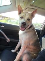 Pet spot: ‘Big baby’ Loki thinks he’s a small dog