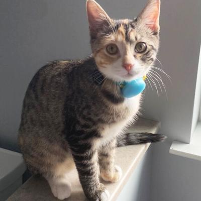 Barb Boca of Barnhart sent in this photo of Eleanor, a kitten someone had abandoned.