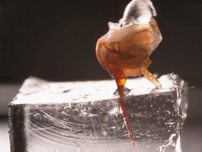 Honey bee’s “remarkable” stinger is tiny double-piston venom pump, reveals study