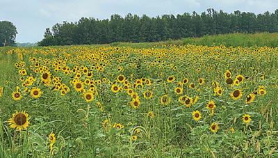 sunflower field