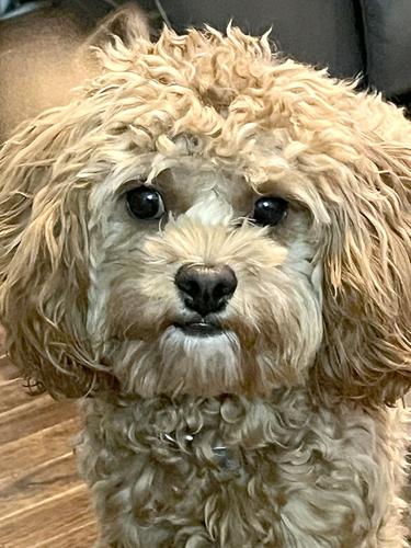 Pet Spot: Rubble named after ‘Paw Patrol’ dog