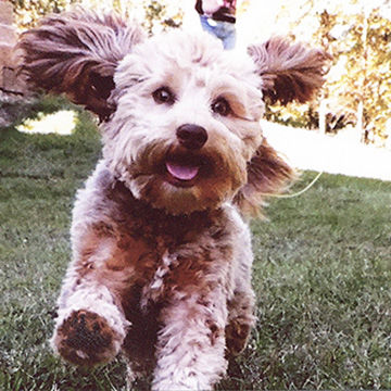 House Springs teen Megan Reiter says her grandma's dog, Max, is great fun