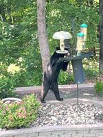 Bear spotted in Eureka area