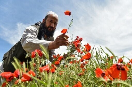 An Afghan man picks poppy flowers on a hillside in the Jalayer Valley of Northern Afghanistan