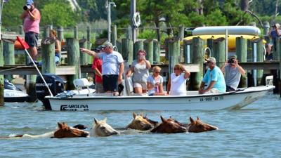 Chincoteague Pony Swim