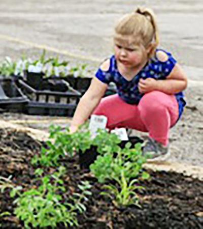 A young volunteer helped at the club's planting last spring at Rickman Auditorium in Arnold.