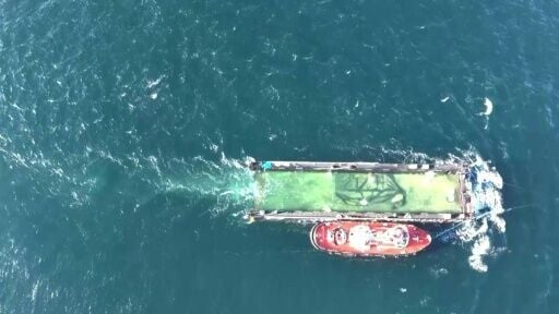 Humpback whale stranded in Germany released into North Sea