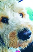 PET SPOT: Guido, the goldendoodle, likes car rides