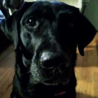 Janet Seachrist of Festus sent in this photo of the late Lucie, who looked after the family.