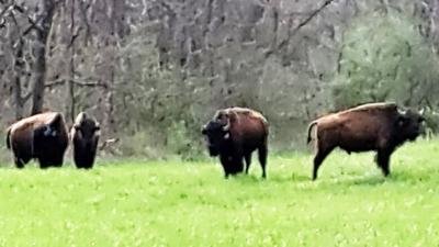Some of the bison who escaped from a De Soto-area farm.