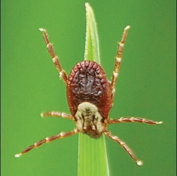 Ticks may use an ambush strategy called questing to find passing hosts. Questing ticks sit on vegetation with their forelegs outstretched waiting for their claws to hook onto a passing host. They do not jump, fly or drop onto the host.