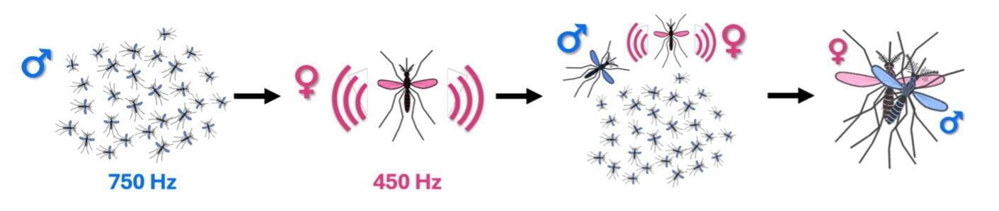 Mosquito populations could be decimated by preventing them from seeking out mates