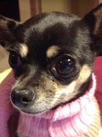 Pet Spot: One Chihuahua fondly remembered, other livens up household