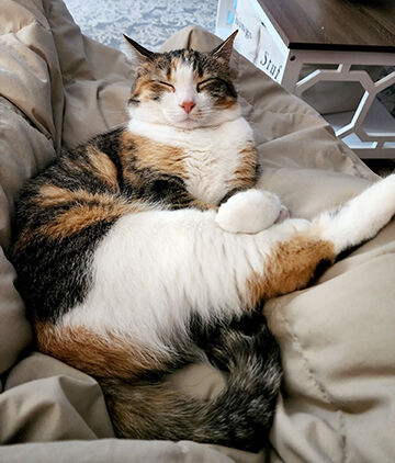 Pet Spot on Luna the calico