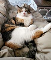 Pet spot: Luna the calico acts as Festus family’s door greeter