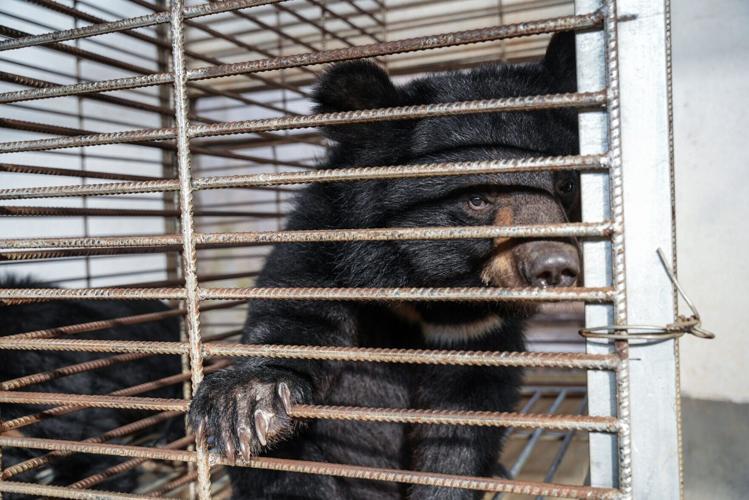 Record rescue frees 27 bears from illegal bile farm