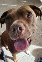 Pet Spot: Daughter asked for dog over car for birthday present