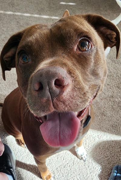 Pet Spot: Daughter asked for dog over car for birthday present