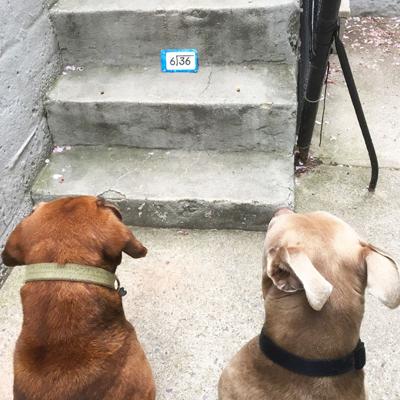 Niki Morales, formerly of Festus, sent in this photo taken outside her home in New York of her dogs, Daisy, left, and Duke, who appear to be learning some math.