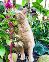 Pet spot: Hillsboro family adopts stray cat