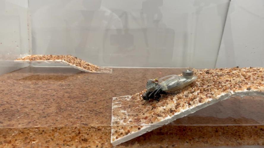 “Cyborg cockroaches” get “diving suits” to seek out humans