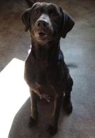 Gina, a chocolate Lab, is sweeter than chocolate