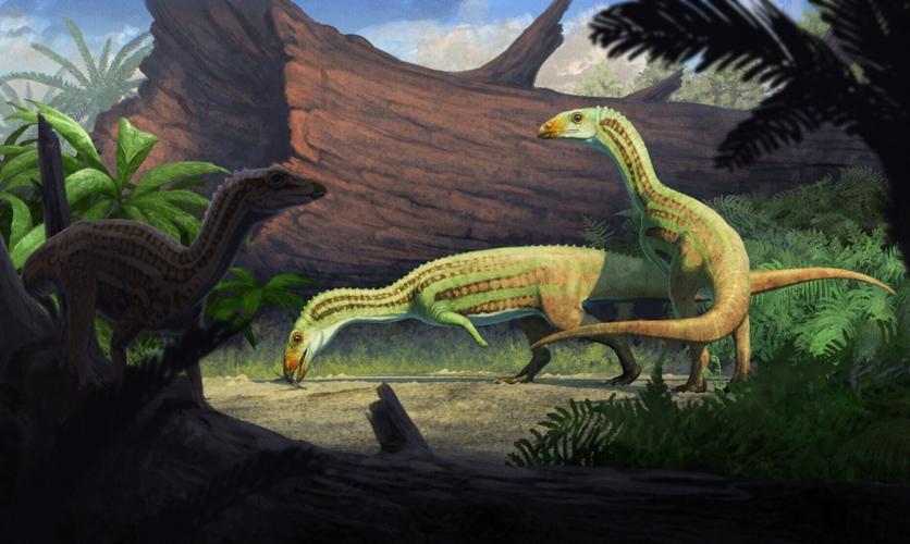 Peculiar” croc ancestor started life on four legs before it began walking on two