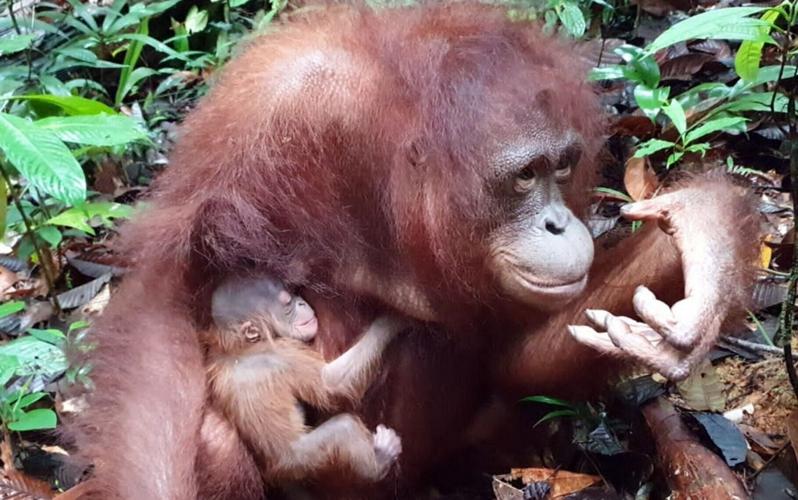 Animal rescuers show off adorable orangutan mums in time for Mother’s Day