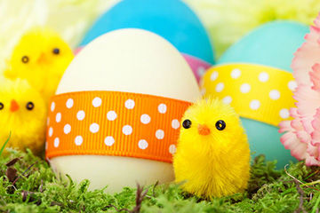 Easter eggs and chicks