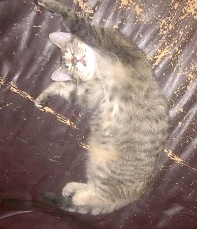 Pet Spot: Owner describes Penny as happy cat