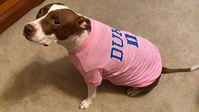 Donica Wagner of the Festus area sent in this photo of her family's dog, Penelope, in her Duke Blue Devil's shirt.