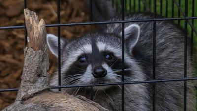 Raccoon in a cage