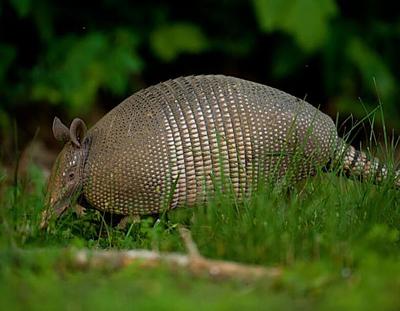 armadillo