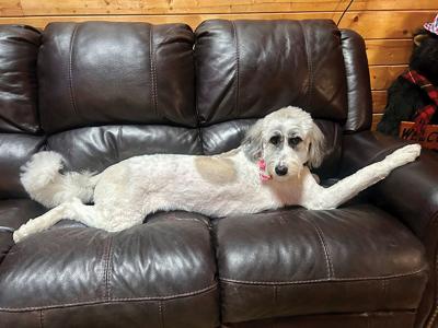 Pet Spot: Owner submits photo of dog in her favorite place in house