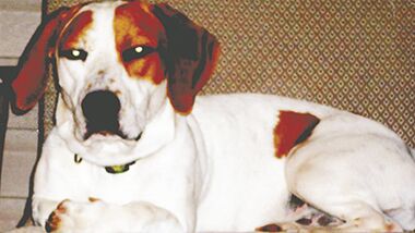 Jeff Adams sent in this photo of Boomer, his late dog, lying on a patio loveseat on the family’s back porch.