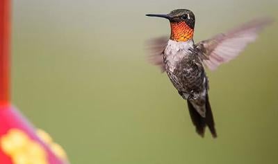 ruby throated hummingbird